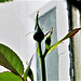 The white rose on the kitchen window sill has got 6 buds already