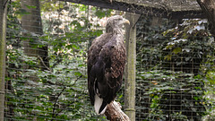 20190907 6034CPw [D~HRO] Europäischer Seeadler (Haliaeetus albicilla), Zoo, Rostock