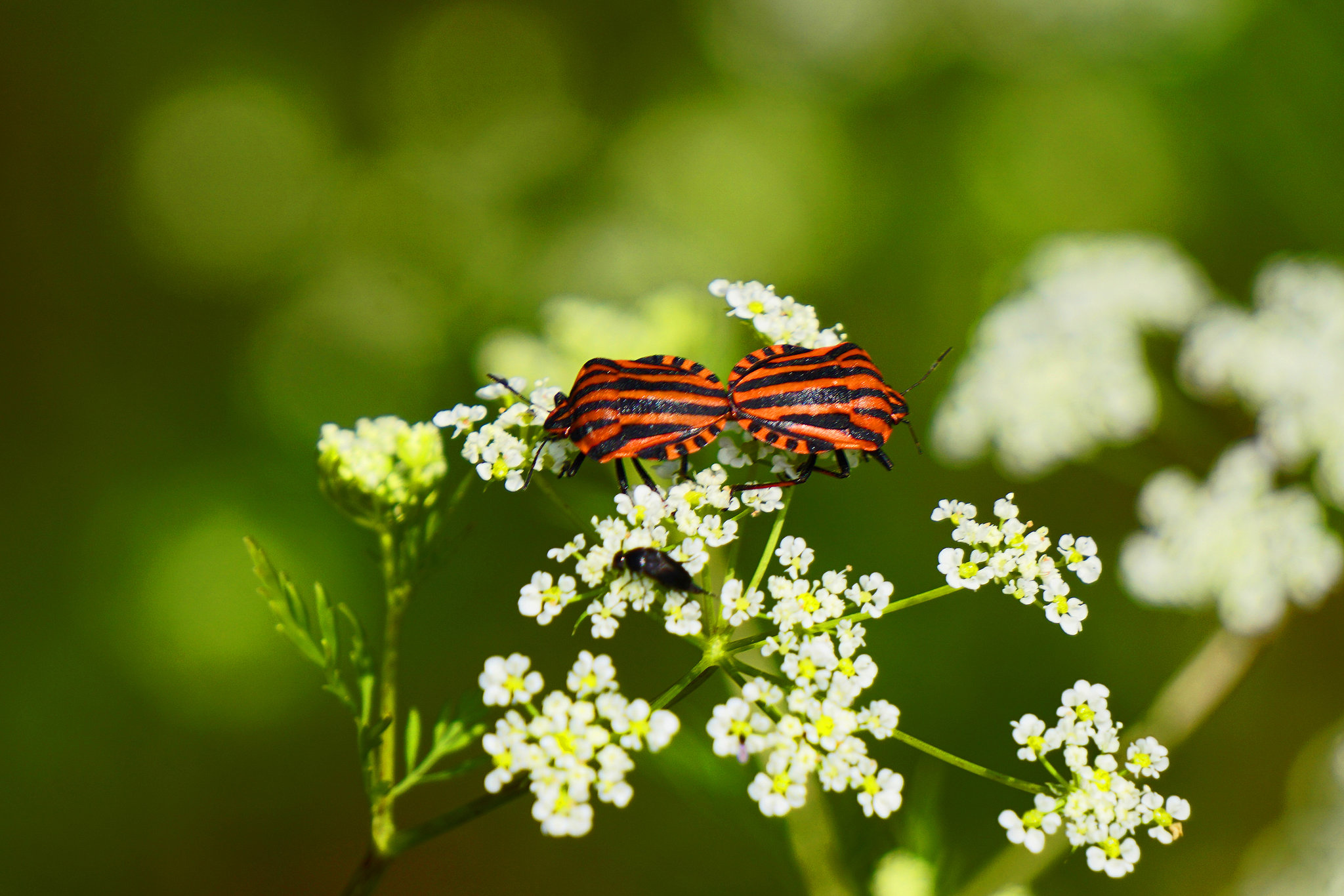 Auch die Wanzen sind in Fortpflanzungsstimmung - Also the bugs are in reproductive mood