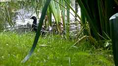 Moorhens on the bank of the pond