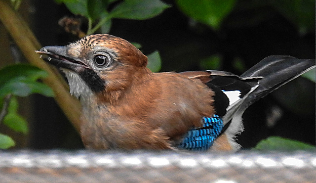 20210707 1364CPw [D~LIP] Eichelhäher (Garrulus glandarius), Bad Salzuflen