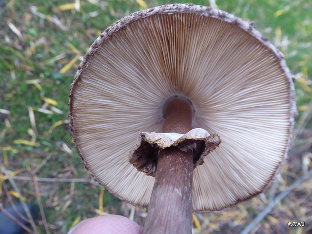 Shaggy Parasol