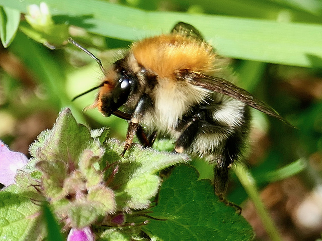 Ackerhummel