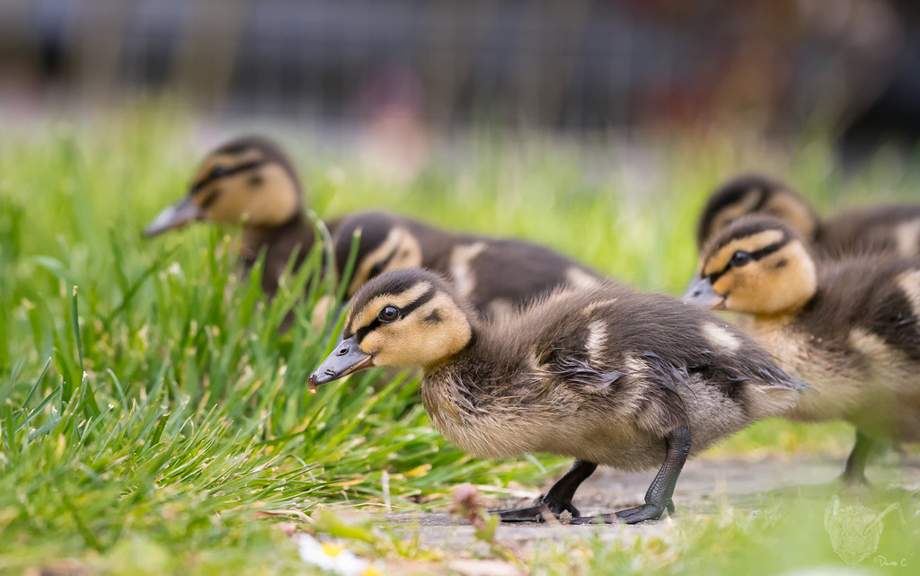 Ducklings