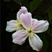 Clematis Montana - Pas de deux