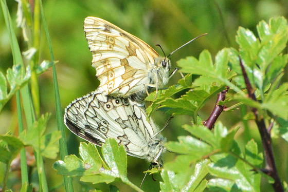 Iberian Marbled White m+f (Melanargia lachesis)