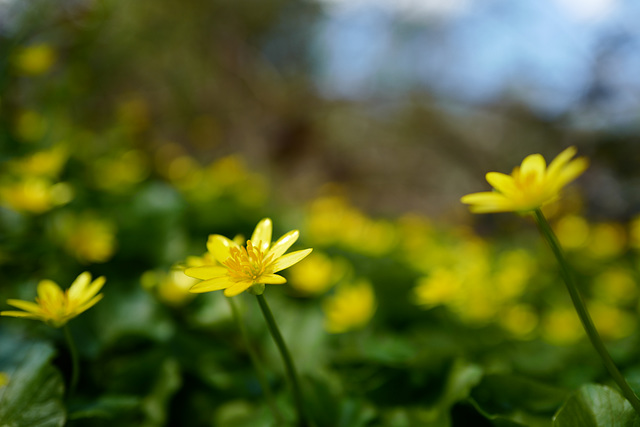 Ranunculus ficaria, Bois de Vincennes