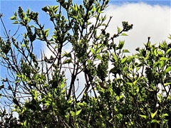 Lilac flowers just budding