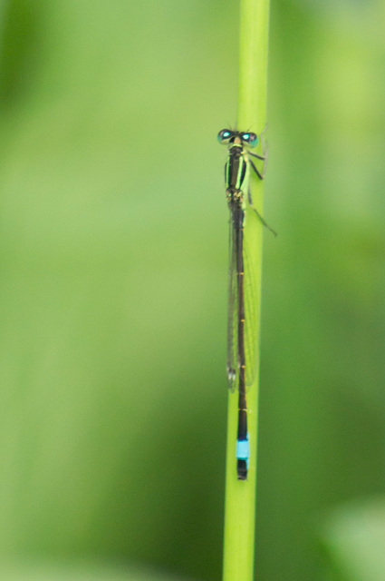 Blue Tailed Damselfly