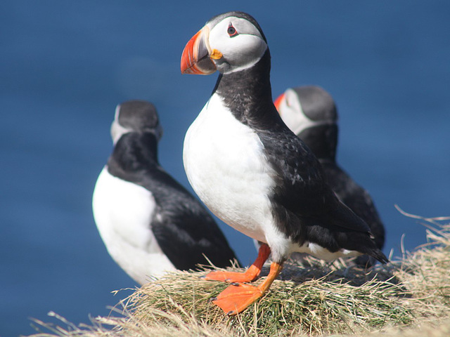 North Atlantic Puffins