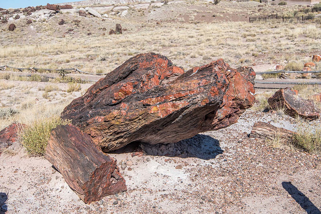 The Petrified Forest10, Arizona