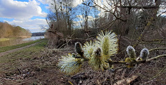 Blühende Landschaft 2