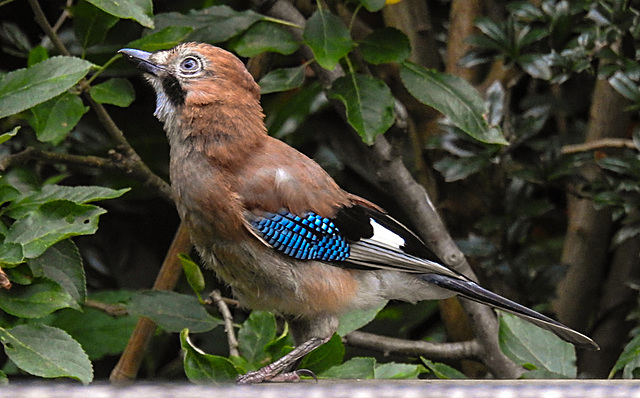20210707 1368CPw [D~LIP] Eichelhäher (Garrulus glandarius), Bad Salzuflen