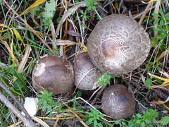 Shaggy Parasol