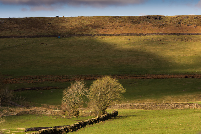 Trees Highlight Hillside shadow