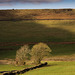 Trees Highlight Hillside shadow