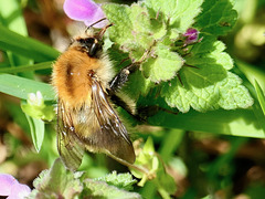 Ackerhummel   (pips)