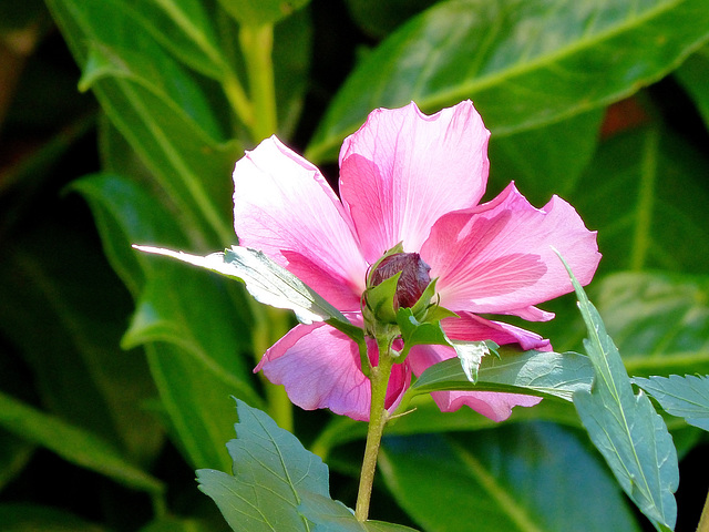 ... rhododendron ...