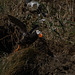 Tufted Puffin on Haystack