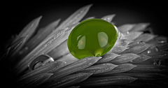 Die grüne Perle am Fichtentrieb :)) The green pearl on the spruce shoot :)) La perle verte sur la pousse d'épinette :))