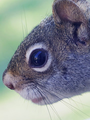 Red Squirrel Portrait