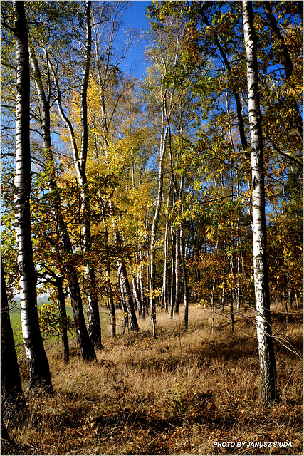 the colors of autumn ...