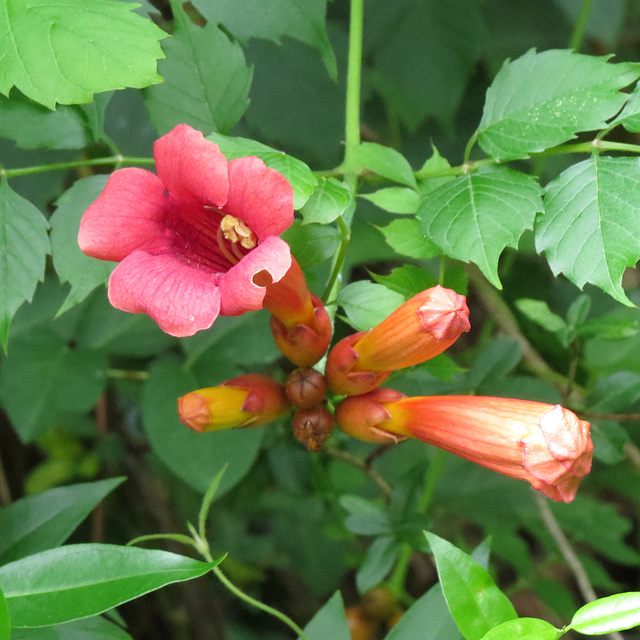 Trumpet creeper - Campsis radicans