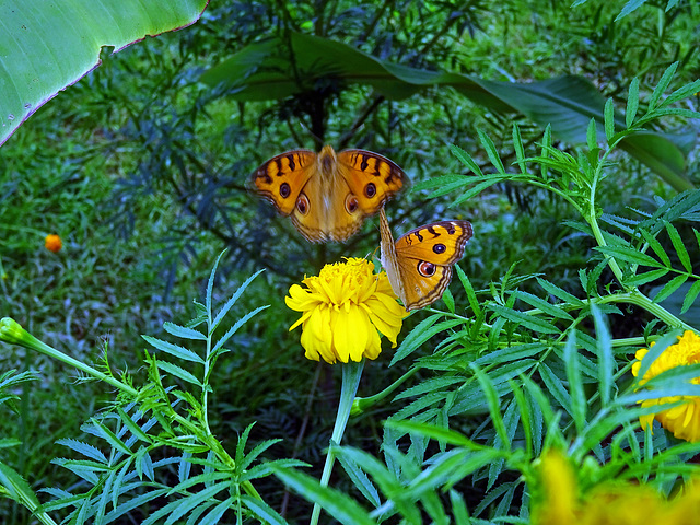 Butterflies in Love !