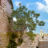 The living wall of St.John the Baptist Church in Ein Kerem