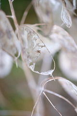 DSCF8507