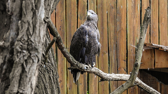 20190907 6036CPw [D~HRO] Europäischer Seeadler (Haliaeetus albicilla), Zoo, Rostock