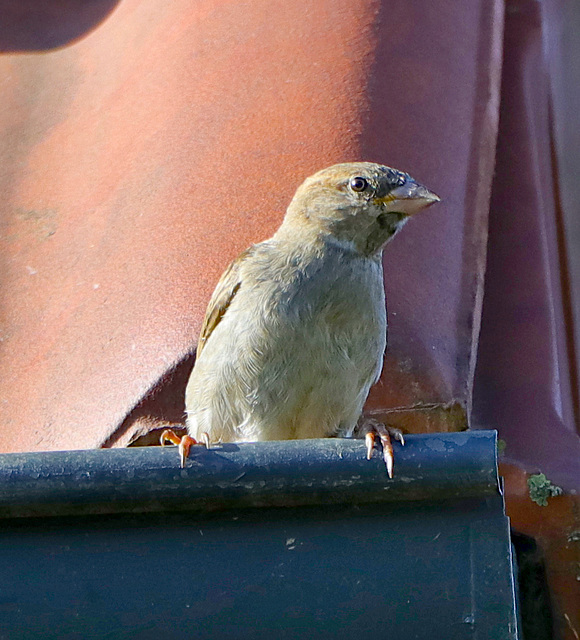 House sparrow