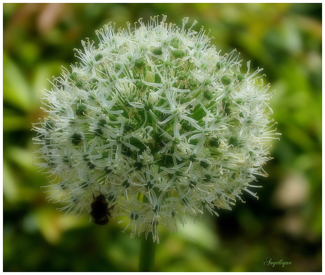 Allium stipitatum...........Belle journée mes ami(e)s !❤️