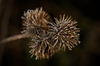 Die Kletten (Arctium) mit dem Morgentautröpfchen und dem Frost :)) The burdocks (Arctium) with the morning dew drop and the frost :)) Les bardanes (Arctium) avec la goutte de rosée du matin et le givre :))