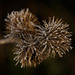 Die Kletten (Arctium) mit dem Morgentautröpfchen und dem Frost :)) The burdocks (Arctium) with the morning dew drop and the frost :)) Les bardanes (Arctium) avec la goutte de rosée du matin et le givre :))