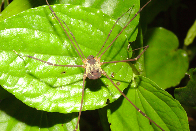 IMG 7184harvestman