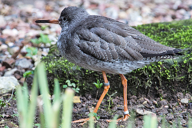 20160306 0323VRAw [D~BI] Rotschnekel (Tringa totanus), Tierpark Olderdissen, Bielefeld