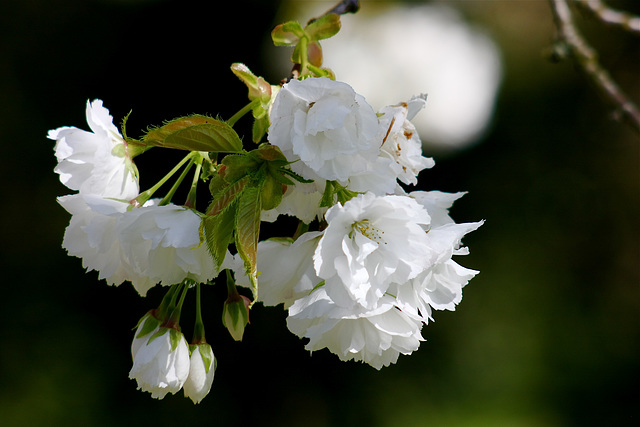 Photographed at Lacock Abbey, 20th April 2016