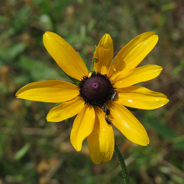 Black-eyed susan - Rudbeckia hirta