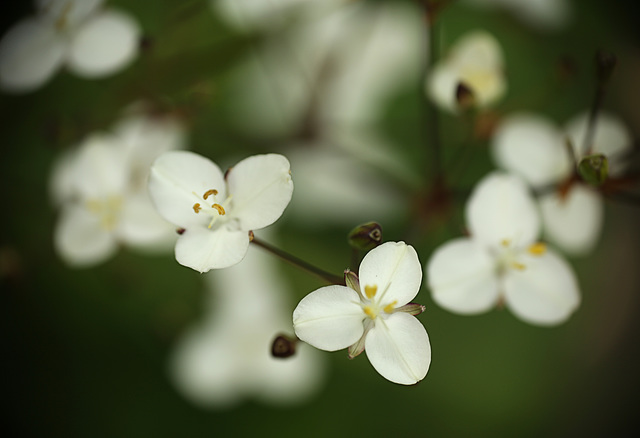 Triangle Flowers