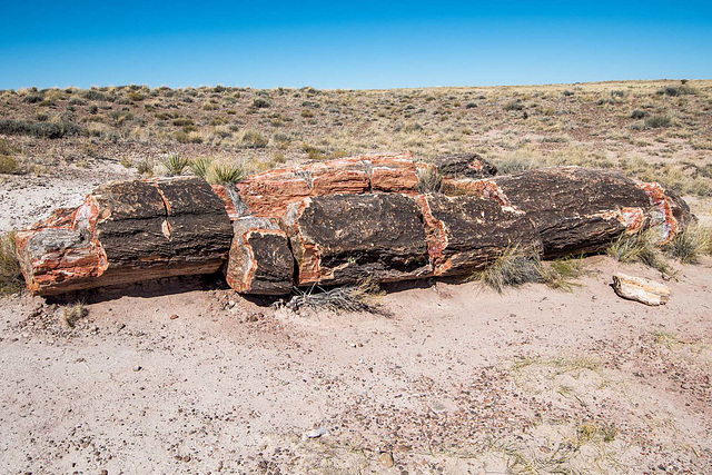 The Petrified Forest15, Arizona