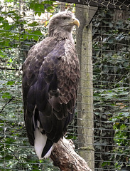 20190907 6037CPw [D~HRO] Europäischer Seeadler (Haliaeetus albicilla), Zoo, Rostock