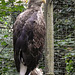 20190907 6037CPw [D~HRO] Europäischer Seeadler (Haliaeetus albicilla), Zoo, Rostock