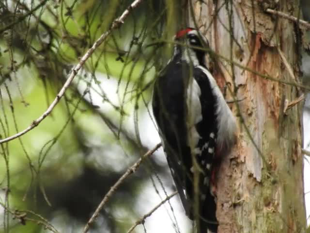 20210630 1217CP~V [D~LIP] Buntspecht (Dendrocopos major), Bad Salzuflen