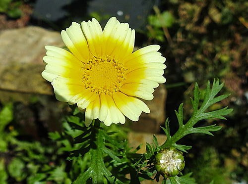 20210708 1371CPw [D~LIP] Kronen-Wucherblume (Glebionis coronaria var. discolor), Bad Salzuflen
