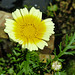 20210708 1371CPw [D~LIP] Kronen-Wucherblume (Glebionis coronaria var. discolor), Bad Salzuflen