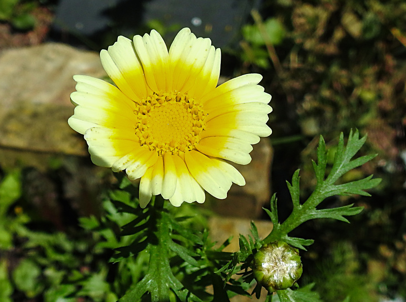 20210708 1371CPw [D~LIP] Kronen-Wucherblume (Glebionis coronaria var. discolor), Bad Salzuflen