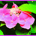 Hydrangea  (teller red)