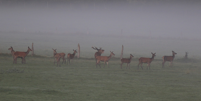 " brame et brume "....... " brame et brume ".......