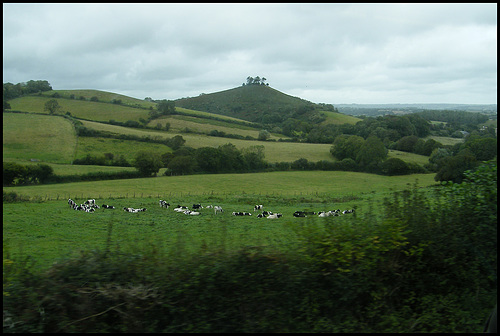 cows predicting rain